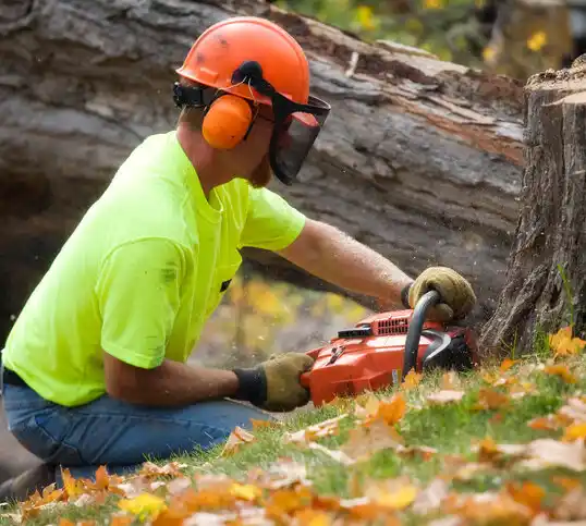 tree services Westwego